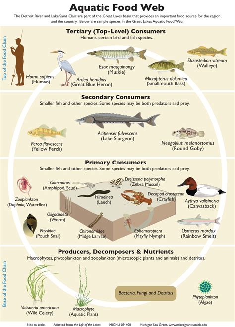fish ecosystem|The Importance of Fish in Ecosystems—Their Role in the Food .